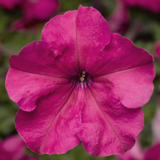 Petunia Seeds Duvet Pink 25 thru 1,000 Pelleted Seeds