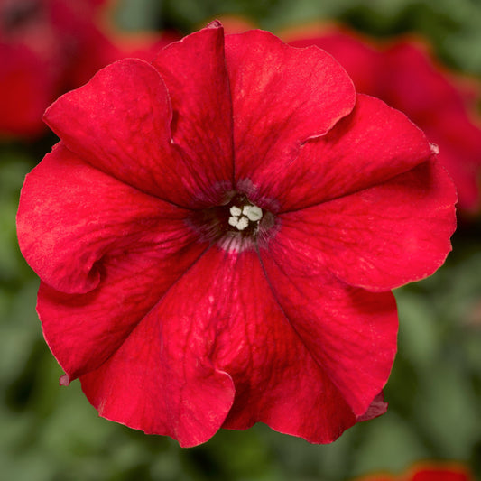 Petunia Seeds Duvet Red 25 thru 1,000 Pelleted Seeds