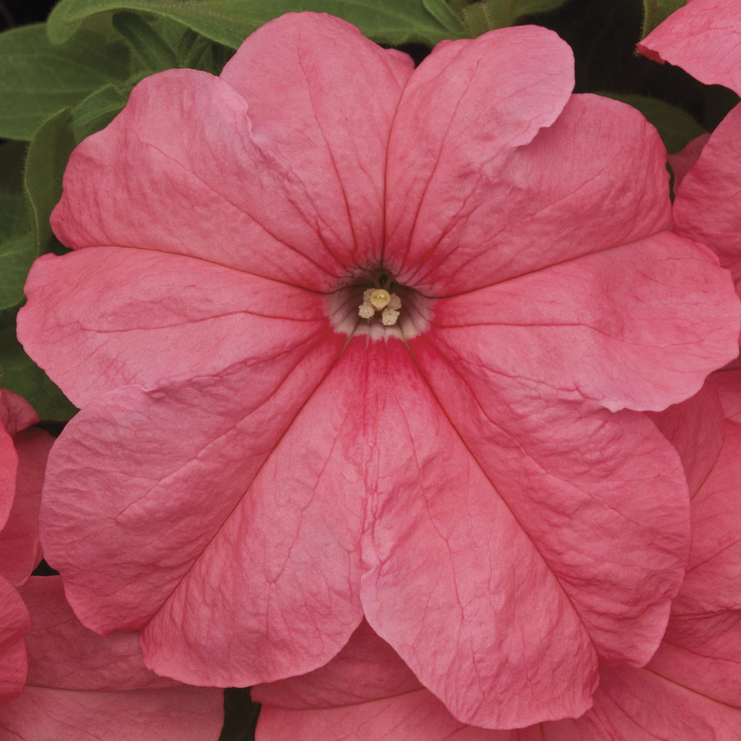 Petunia Seeds Duvet Salmon 25 thru 1,000 Pelleted Seeds
