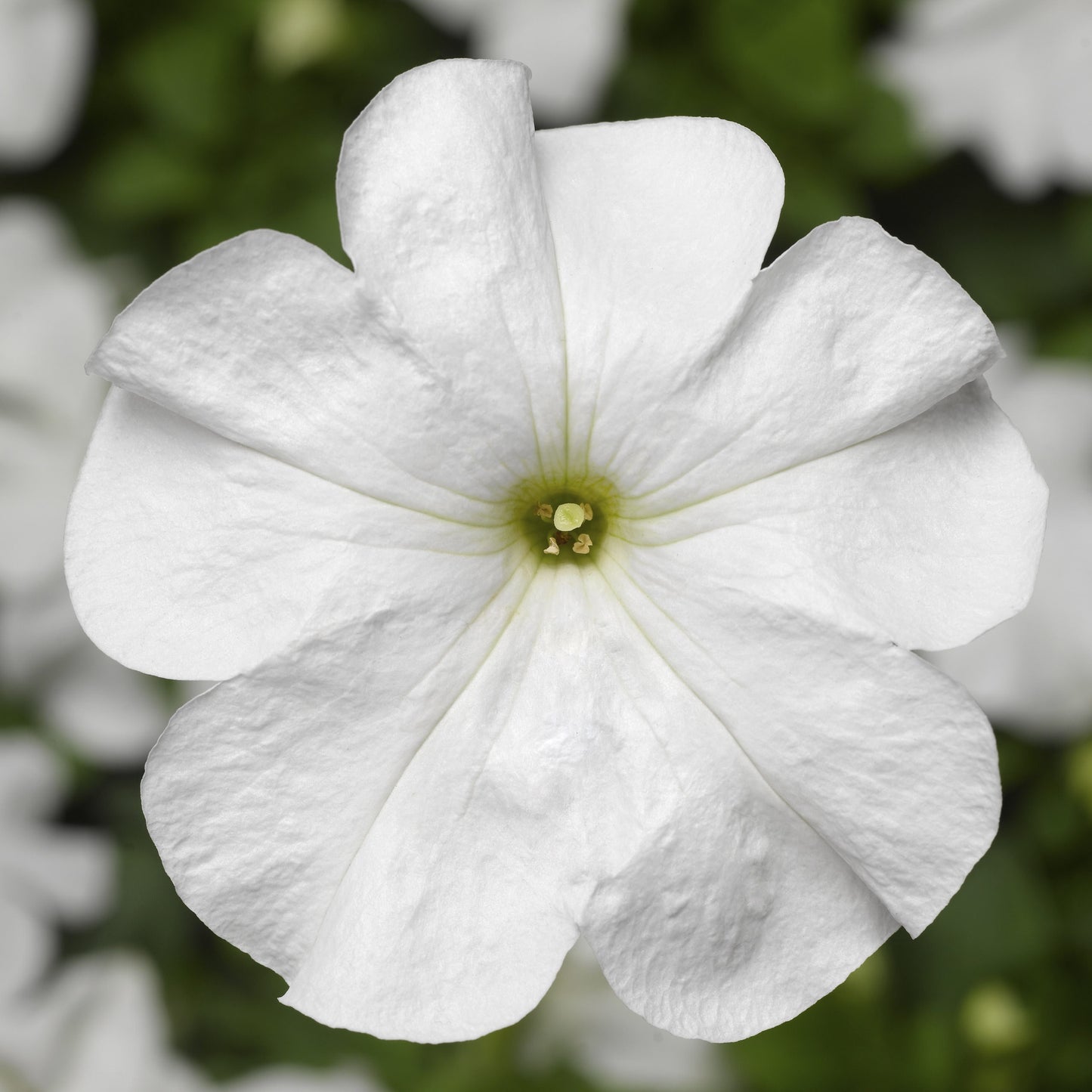 Petunia Seeds Duvet White 25 thru 1,000 Pelleted Seeds
