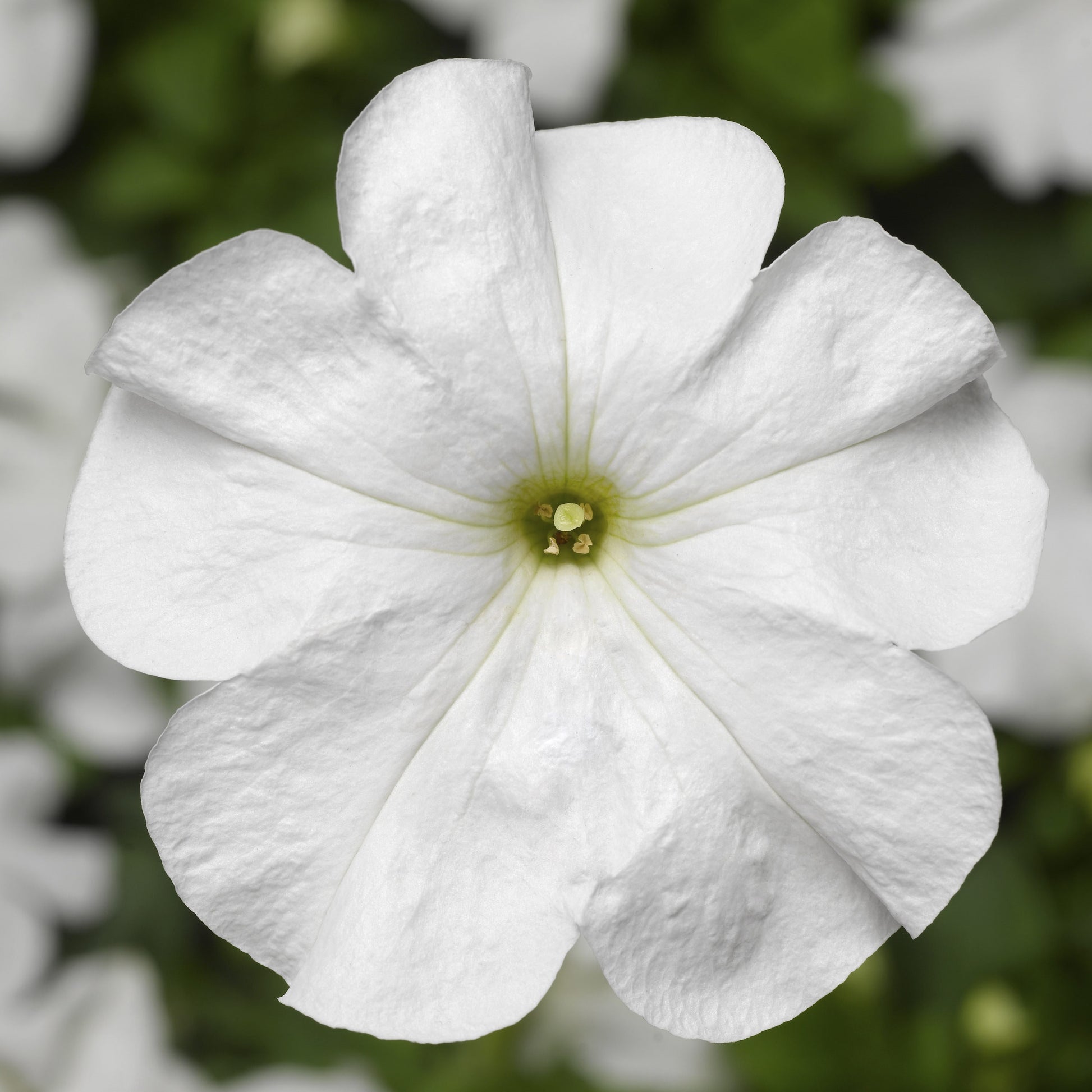 Petunia Seeds Duvet White 25 thru 1,000 Pelleted Seeds
