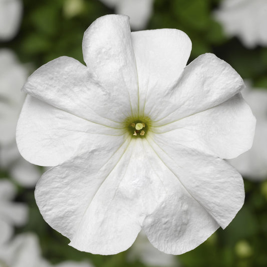 Petunia Seeds Duvet White 25 thru 1,000 Pelleted Seeds