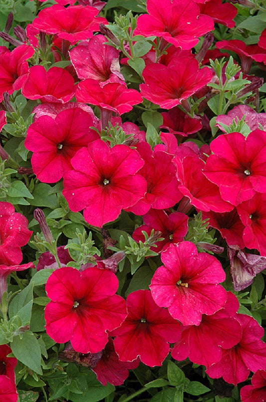 Trailing Petunia Seeds Easy Wave Berry Velour 15 thru 100 Pelleted Petunia Seeds