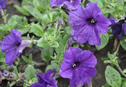 Wave Petunia Seeds Easy Wave Blue 25 Pelleted Seeds