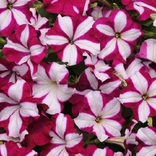 Wave Petunia Seeds Easy Wave Burgundy Star 25 Pelleted Seeds