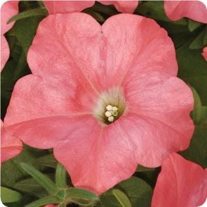 Wave Petunia Seeds Easy Wave Coral Reef 25 Pelleted Seeds