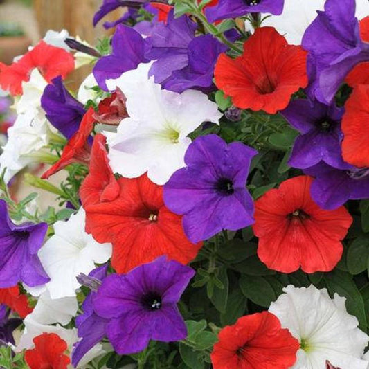 Easy Wave Petunia Seeds Flag Mix 25 Pelleted Seeds
