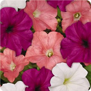 Easy Wave Petunia Seeds Gelato Mix 25 Pelleted Seeds