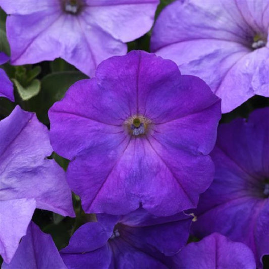 Petunia Seeds 25 Easy Wave Lavender Blue Sky Pelleted Seeds