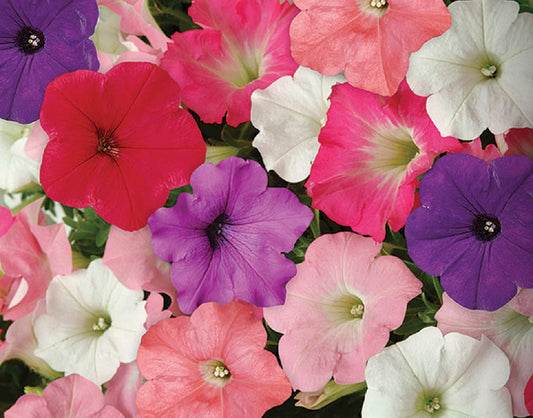 Trailing Petunia Seeds Easy Wave Mix 15 thru 100 Pelleted Petunia Seeds