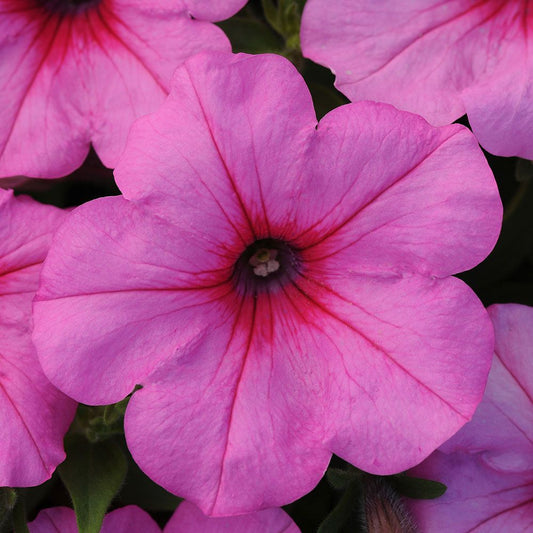 Trailing Petunia Seeds Easy Wave Pink 15 thru 100 Pelleted Petunia Seeds