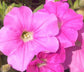 Petunia Seeds 25 Easy Wave Pink Pelleted Seeds