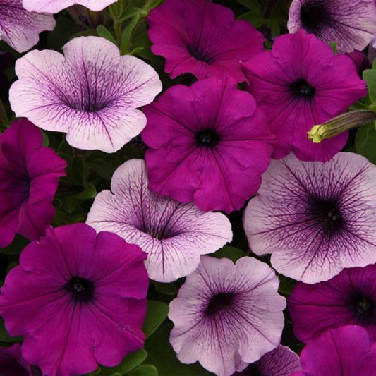 Petunia Seeds 25 Easy Wave Plum Pudding Mix Pelleted Seeds