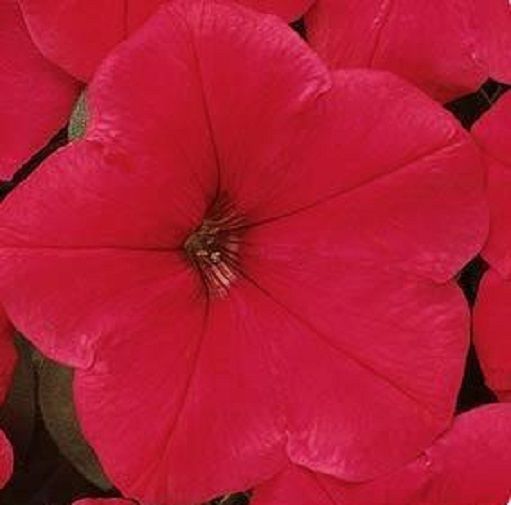 Petunia Seeds 25 Easy Wave Red Pelleted Seeds