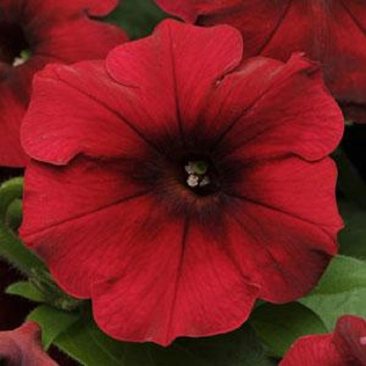 Trailing Petunia Seeds Easy Wave Red Velour 15 thru 100 Pelleted Petunia Seeds