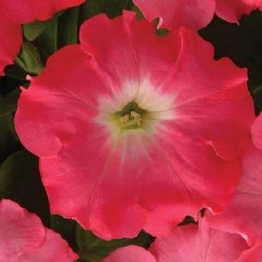 Petunias Easy Wave Rosy Dawn 25 Pelleted Seeds