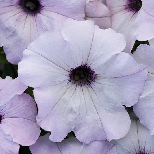 Trailing Petunia Seeds Easy Wave Silver 15 thru 100 Pelleted Petunia Seeds