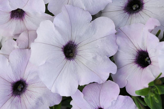 Petunias Easy Wave Silver 25 Pelleted Seeds
