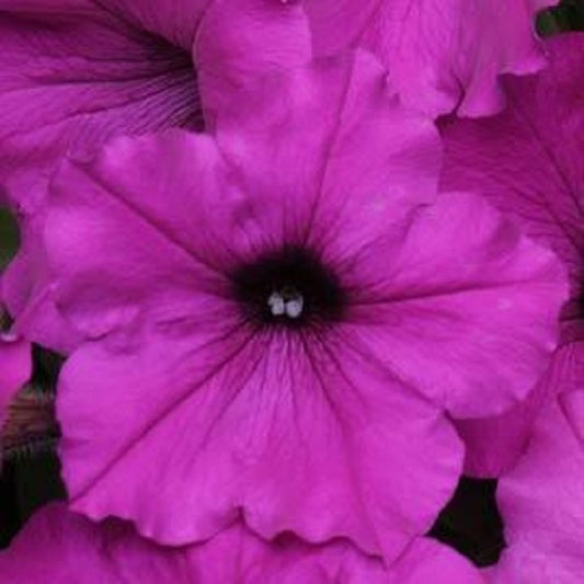 Petunias Easy Wave Violet 25 Pelleted Seeds