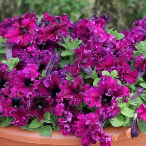 Pelleted petunia seeds Espresso Frappe Ruby petunia 25 thru 500 pelleted seeds