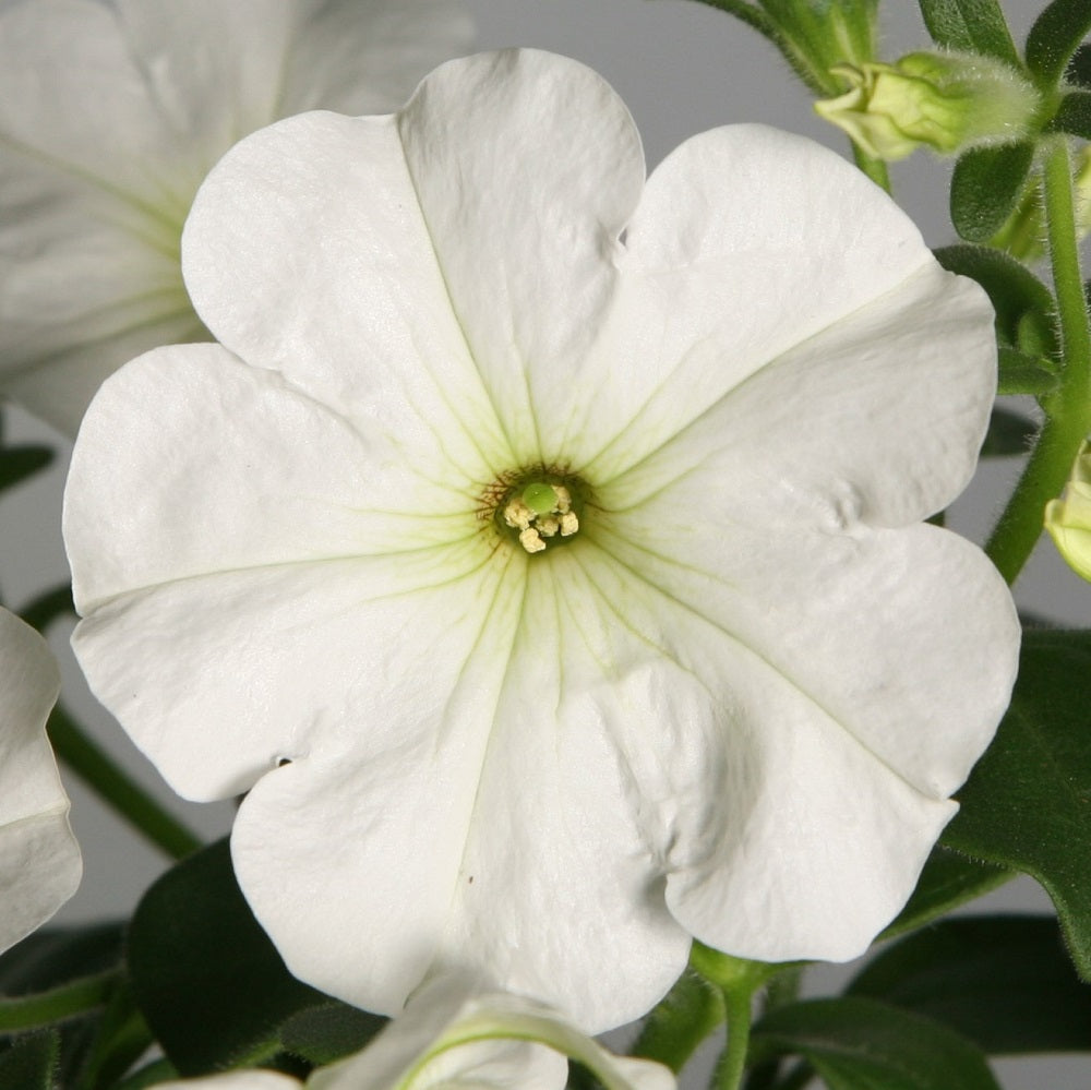 Petunia Seeds Petunia Explorer White 25 Pelleted Seeds