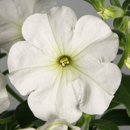 Petunia Seeds Petunia Explorer White 25 Pelleted Seeds