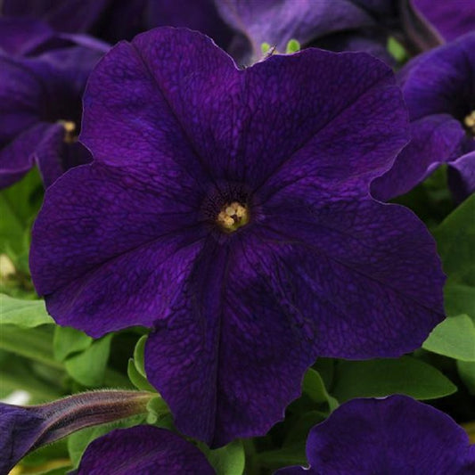 Petunias Seeds Ez Rider Blue 25 thru 1,000 Pelleted Seeds