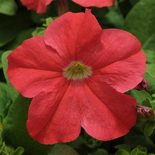 Petunias Seeds Ez Rider Deep Salmon 25 thru 1,000 Pelleted Seeds