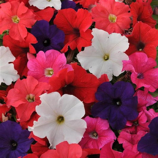 Petunias Seeds Ez Rider Formula Mix 25 thru 1,000 Pelleted Seeds