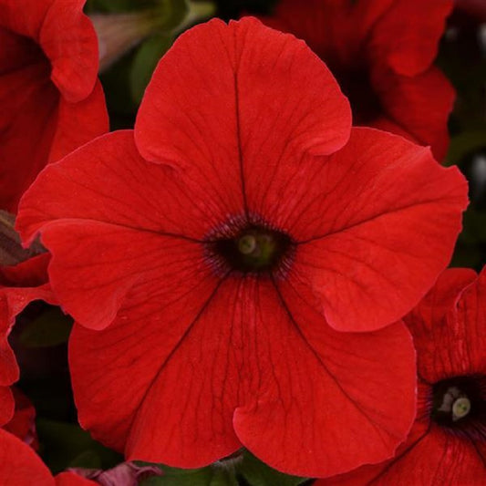 Petunias Seeds Ez Rider Red 25 thru 1,000 Pelleted Seeds