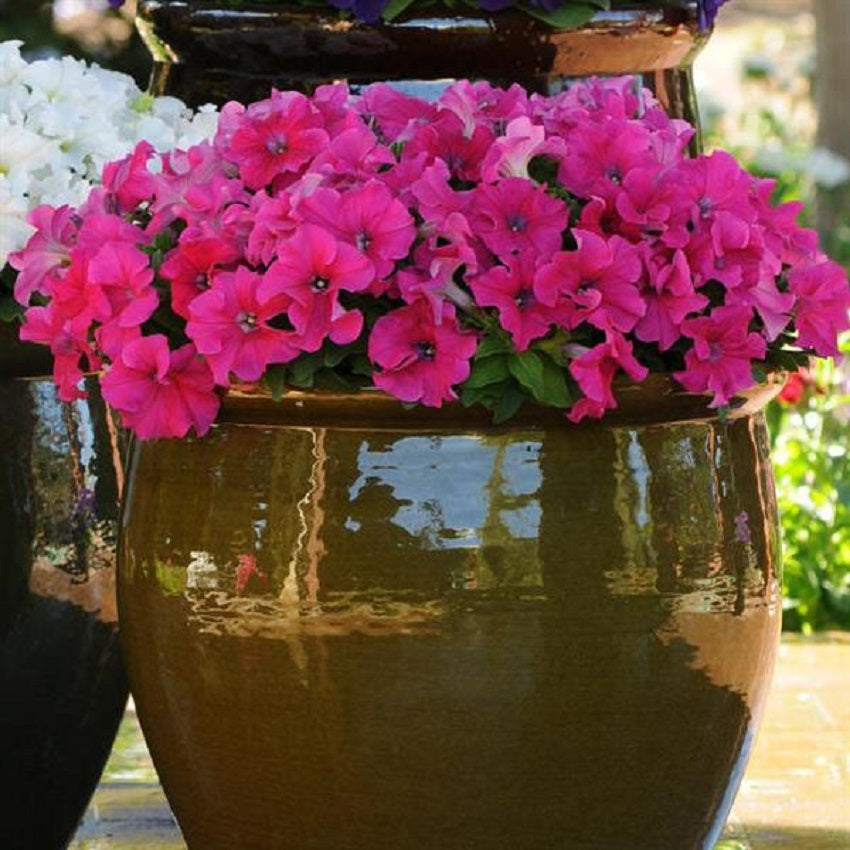 Petunias Seeds Ez Rider Rose 25 thru 1,000 Pelleted Seeds