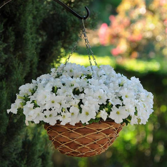Ez Rider White 50 Pelleted Petunia Seeds
