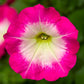 Fotofinish Rose Morn 25 Trailing Petunia Seeds Pelleted Flower Seeds