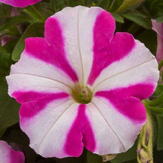 Fotofinish Rose Star 25 Trailing Petunia Seeds Pelleted Flower Seeds