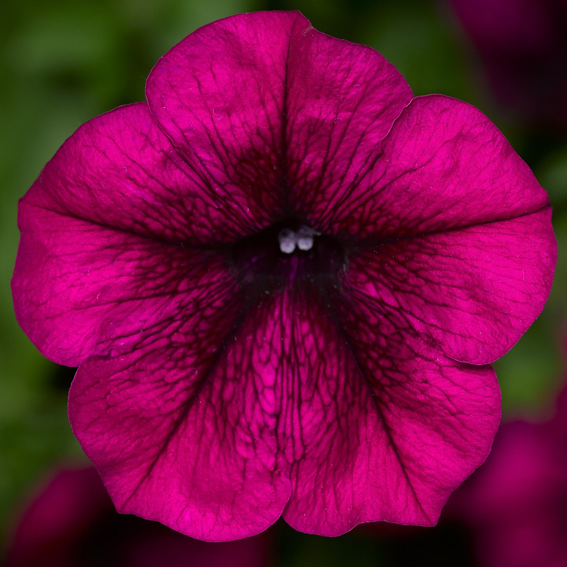 Trailing Petunia Seeds Petunia Fotofinish Burgundy 25 Pelleted Flower