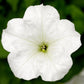 Trailing Petunia Seeds Petunia Fotofinish White 25 Pelleted Flower Seeds