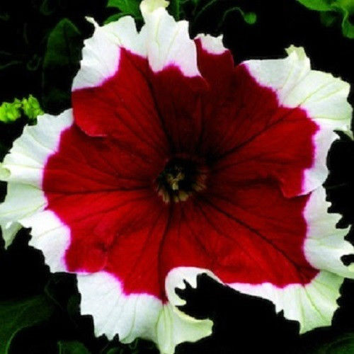 50 Pelleted Petunias Seeds Frost Cherry Upright Petunia