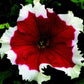 50 Pelleted Petunias Seeds Frost Cherry Upright Petunia