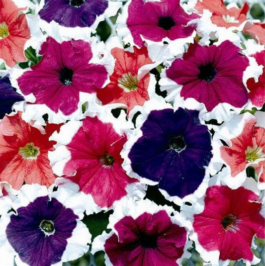 Pelleted Petunia Seeds 25 thru 1,000 Pelleted Seeds Frost Mix