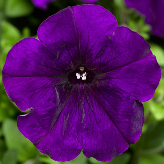 Petunia Seeds Hurrah Blue 50 Petunias Seeds