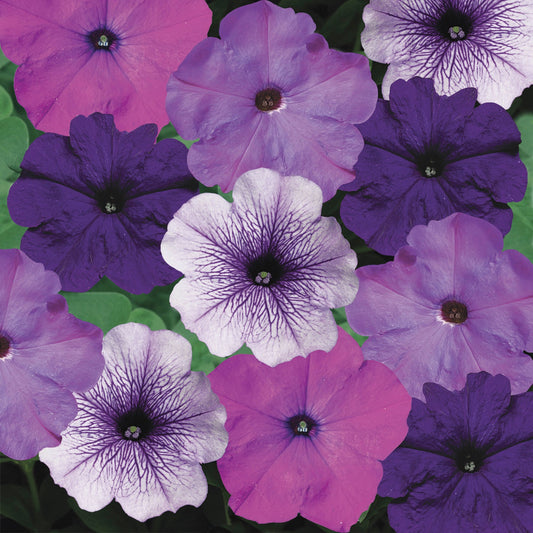 Petunia Seeds Hurrah Blueberry Muffin Mix 25 thru 1,000 Petunias Seeds