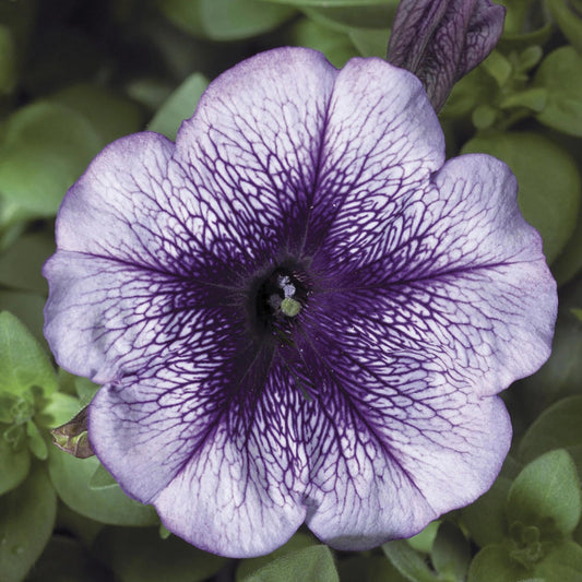 Petunias Seeds Hurrah Blue Vein 25 thru 1,000 Flower Seeds Pelleted Seeds