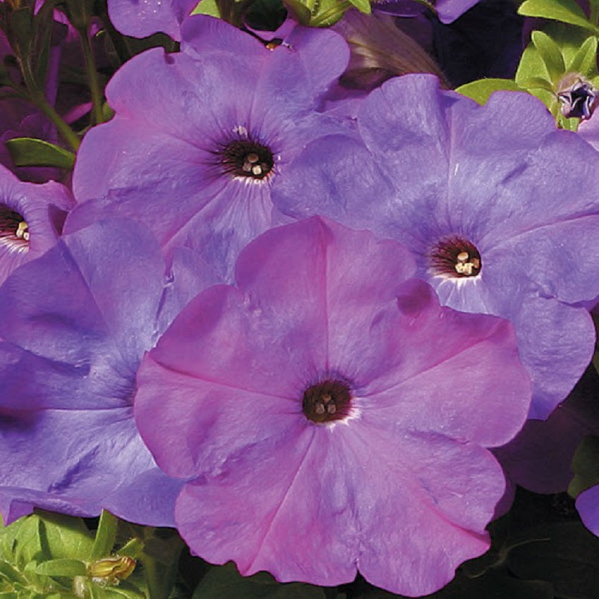 Petunia Seeds Hurrah Lavender Tie Dye 25 thru 1,000 Flower Seeds Pelleted Seeds