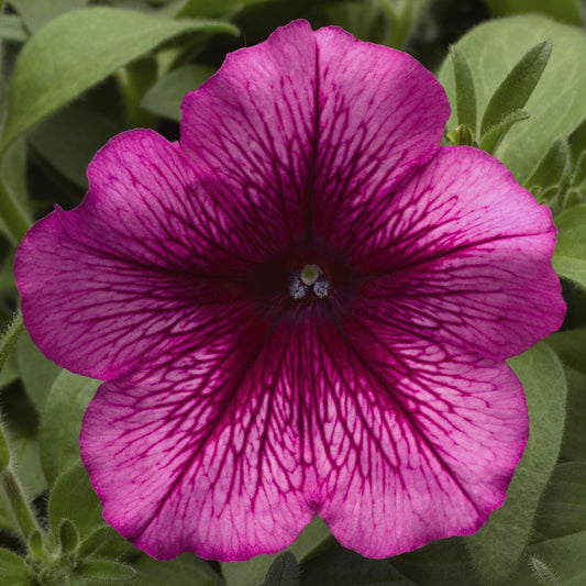 Hurrah Plum Petunia Seeds 25 thru 1,000 Flower Seeds Pelleted Seeds