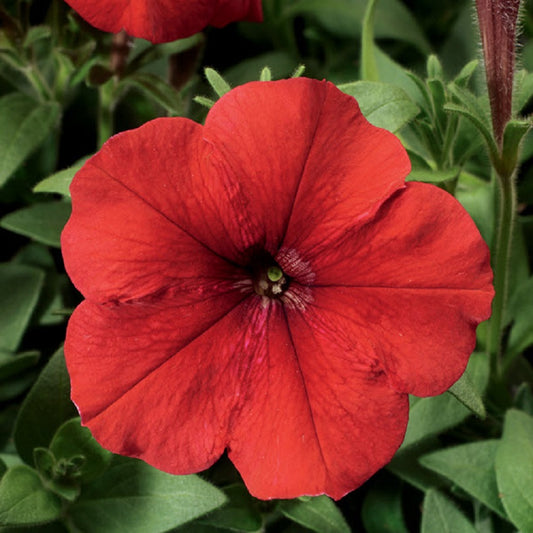 Petunia Seeds Hurrah Red 50 Petunias Seeds