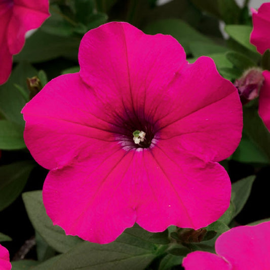 Petunia Seeds Hurrah Rose 25 thru 1,000 Flower Seeds Pelleted Seeds