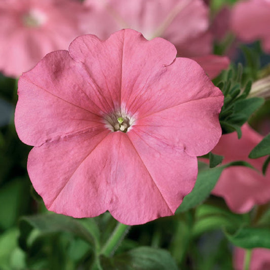 Petunia Seeds Hurrah Salmon 25 thru 1,000 Flower Seeds Pelleted Seeds