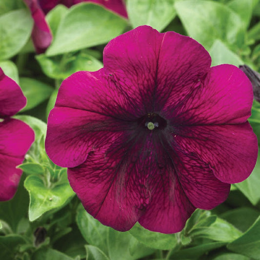 Hurrah Velvet Petunia Seeds 25 thru 1,000 Flower Seeds Pelleted Seeds