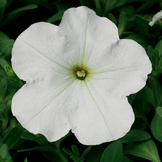 Petunia Seeds Hurrah White 50 Petunias Seeds