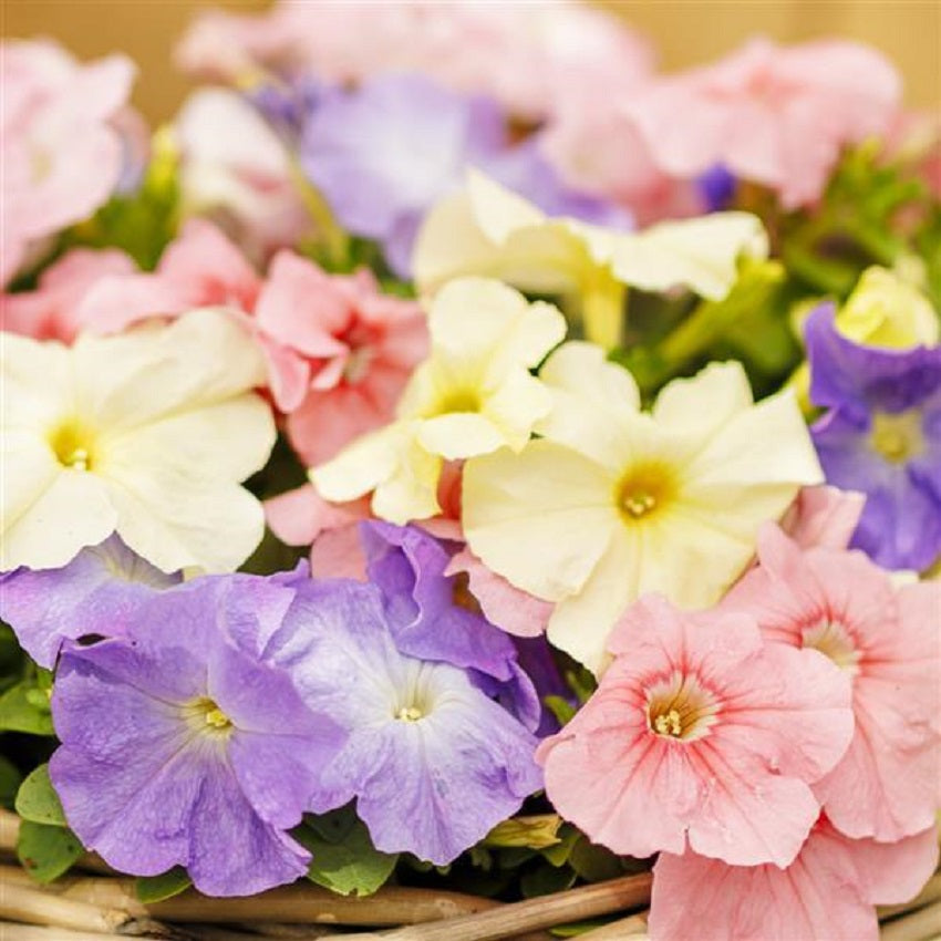 Bulk Petunia Seeds 25 thru 1,000 Petunia Limbo Pastel Mix Pelleted Seeds